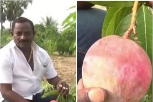 మియాజాకీ మామిడి కాయతో రైతు నాగేశ్వరరావు