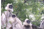 Langurs for President security : రాష్ట్రపతి భద్రతలో కొండెంగలు..అందుకేనట