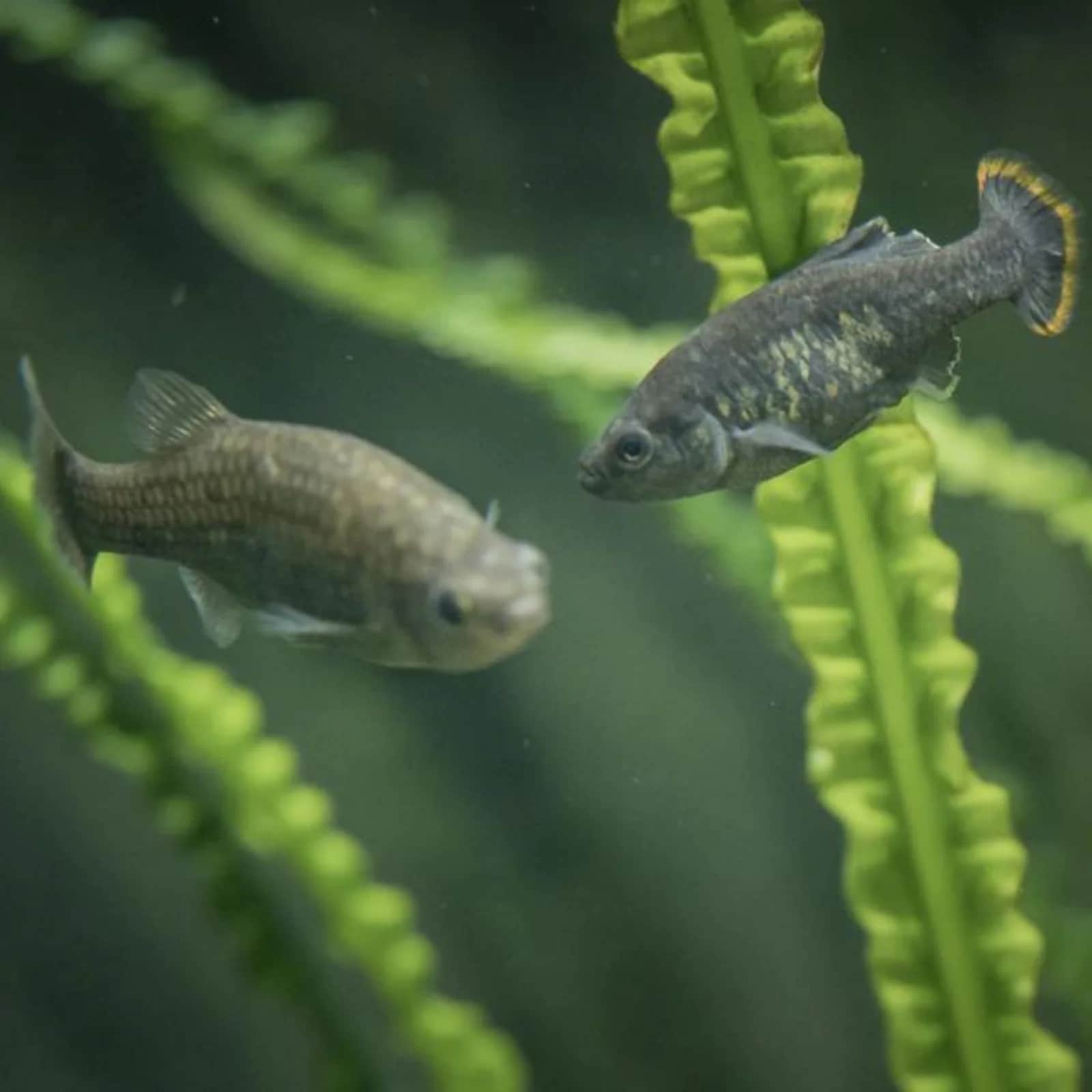 మీ అక్వేరియంలోని చేపలు చనిపోతున్నాయా? ఈ 5 చిట్కాలతో యాక్టీవ్ గా ఉంటాయి