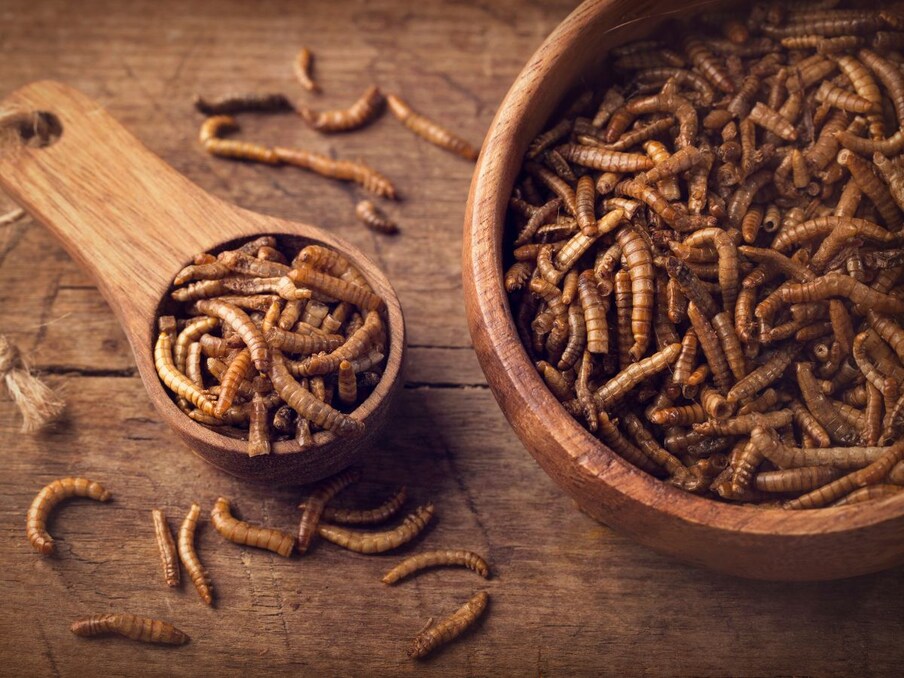  Meal Worms : ఈ కీటకాలు తరచుగా పక్షులకు ఆహారంగా ఉంటాయి. కానీ అనేక ఆసియా దేశాలలో, ఈ కీటకాలను వందల సంవత్సరాలుగా మానవులు ఆహారంగా ఉపయోగిస్తున్నారు. చాలా చోట్ల వీటిని బర్గర్లలో కూడా ఉపయోగిస్తున్నారు. కొన్ని చోట్ల ప్రజలు ఈ కీటకాలను పచ్చిగా కూడా తింటారు. అయితే.. చాలా ప్రాంతాల్లో మాత్రం వీటిని వేయించుకుని తింటారు. ఒమేగా -3 కొవ్వులు కాకుండా, విటమిన్లు, రాగి, సోడియం, పొటాషియం, ఇనుము, జింక్ మరియు సెలీనియం వంటి ఖనిజాలు కూడా ఈ కీటకాలలో కనిపిస్తాయి. ఇవి ప్రోటీన్లకు ముఖ్యమైన వనరులు. (Photo Source: Canva)