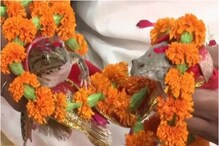 బ్రిటన్‌లోనూ కప్పలకు పెళ్లి.. భారత్‌ను ఫాలో అవ్వాల్సిందే.. వర్షం కోసం తప్పదు మరి..