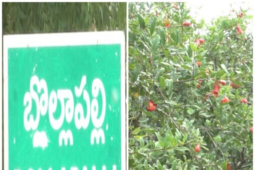 బొల్లాపల్లి మండలంలో సిరులు పండిస్తున్న రైతులు