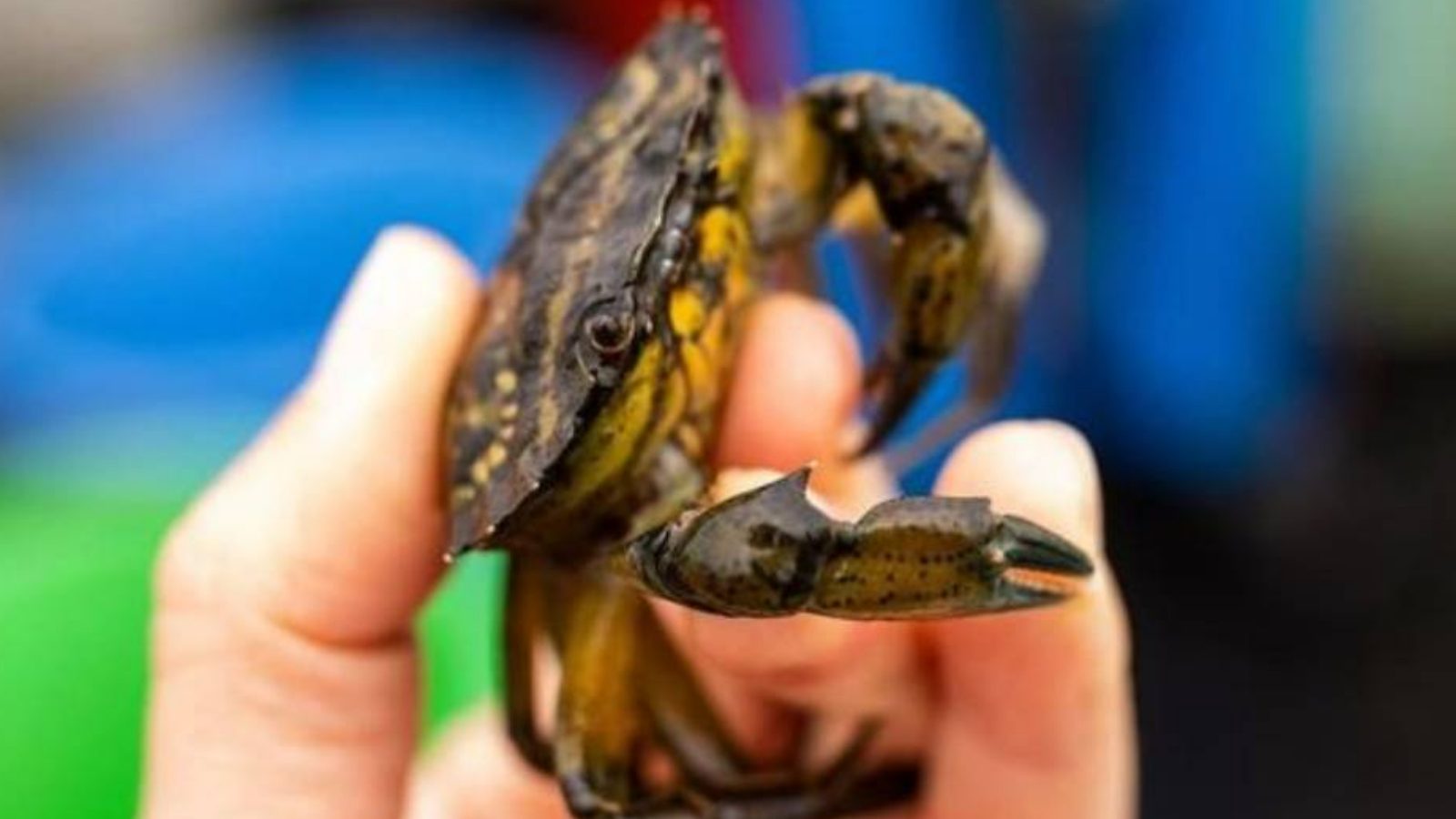 world first crustacean whiskey as england brewery turns invasive crabs