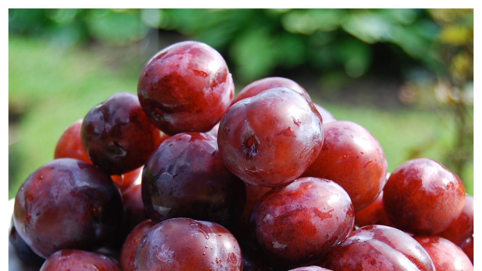 Plum Benefitsఆలూ బుఖారాతో ఆ జబ్బులన్నీ పరార్... ఈ సీజన్లో దొరికే పండును అస్సలు మిస్ కాకండి