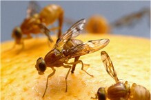 The Fly: ఆ గ్రామ ప్రజలపై ఈగలు పగ పట్టాయా? ఈగ సినిమాతో స్ఫూర్తి పొందాయా? అసలు కథేంటి అంటే?