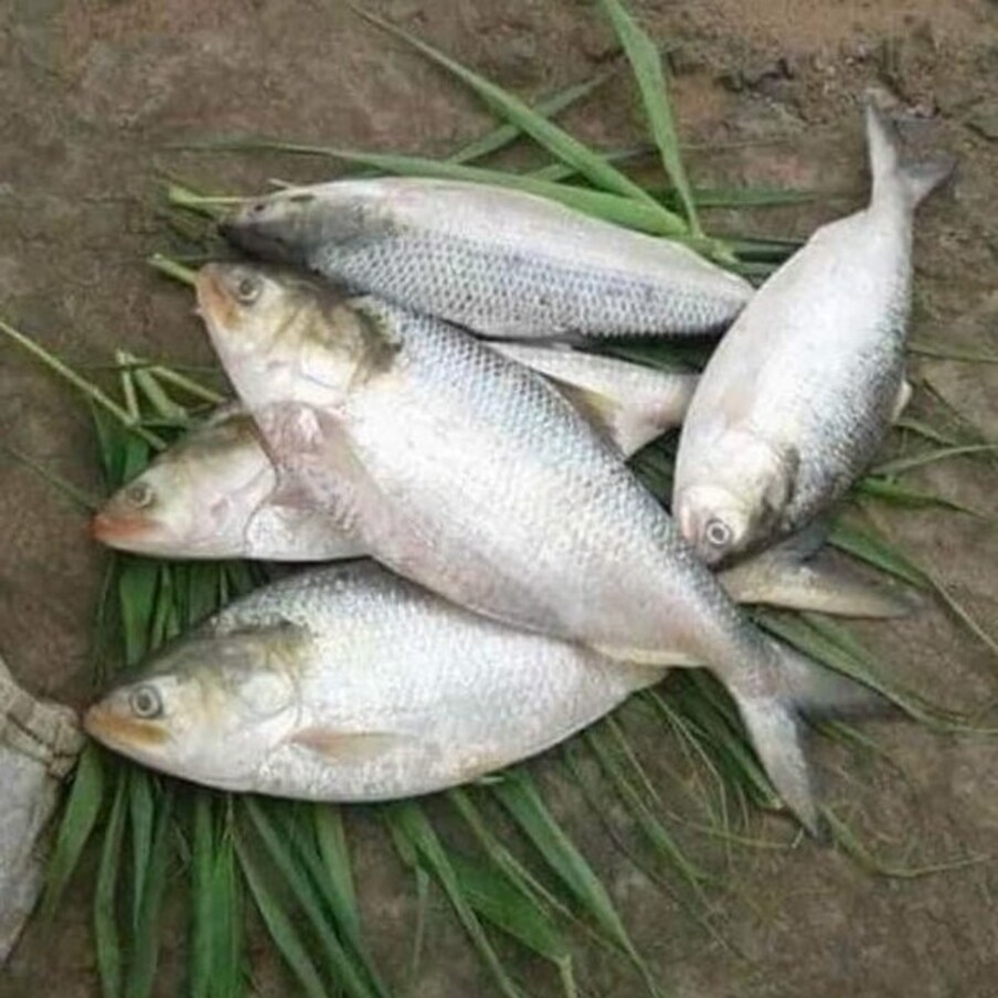  Pulasa Fish: ఆస్తులు అమ్ముకొనైనా పులస చేప కూర తినాలన్నది ఓ మాట. జీవితంలో ఒక్కసారైనా పులస చేప కూర తినాల్సిందే అంటారు గోదావరి జిల్లాల ప్రజలు. అందుకే వర్షాకాలంతో పాటు.. పులస కోసం వారంతా ఎదురు చూస్తారు. వారు చూపులు ఫలించాయి.. గోదావరి జిల్లాలకు పులస వచ్చింది. 