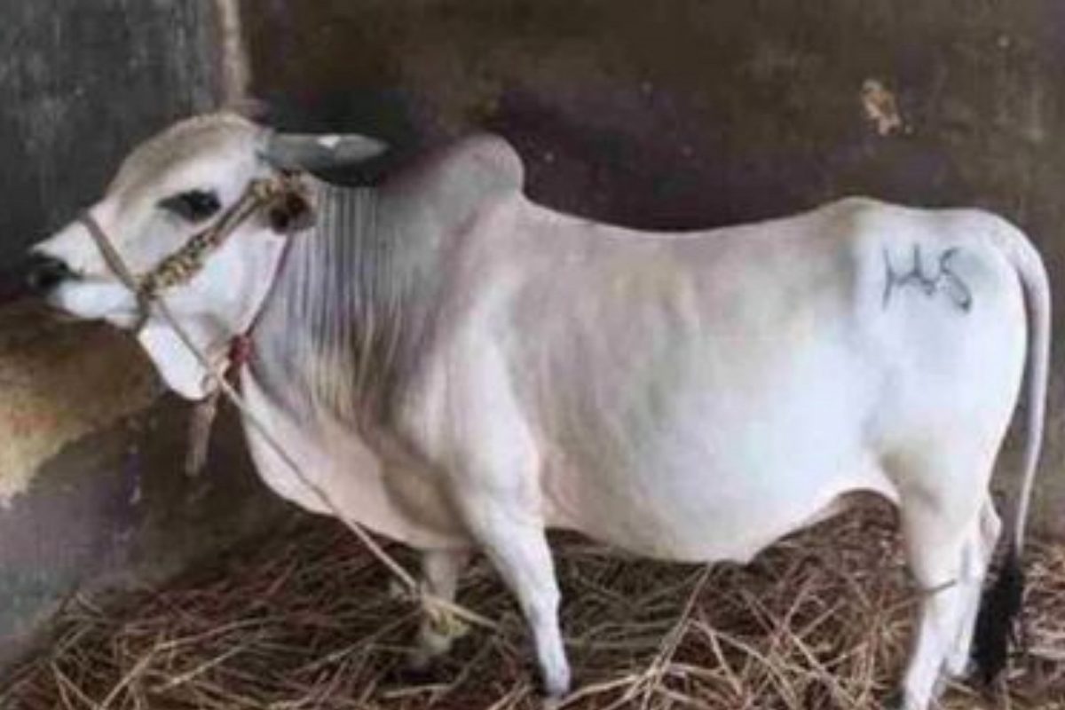 Cow Death: గోమాతకు అంత్యక్రియలు.. ఘనంగా దశదిన కర్మ కూడా..! – News18 తెలుగు