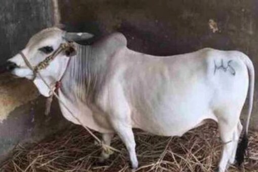 4.10 లక్షలు పలికిన పుంగనూరు ఆవు