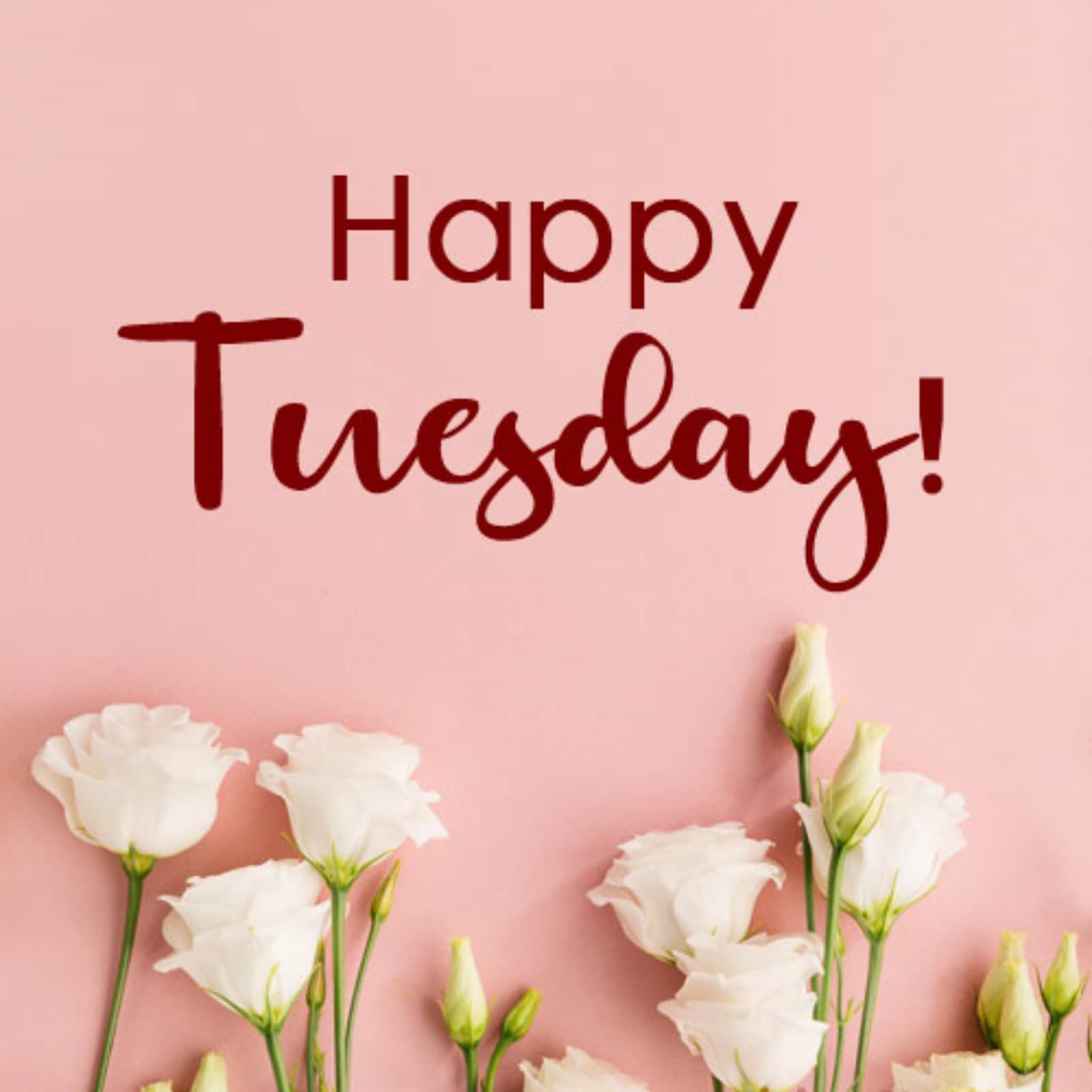 Happy tuesday Happy tuesday