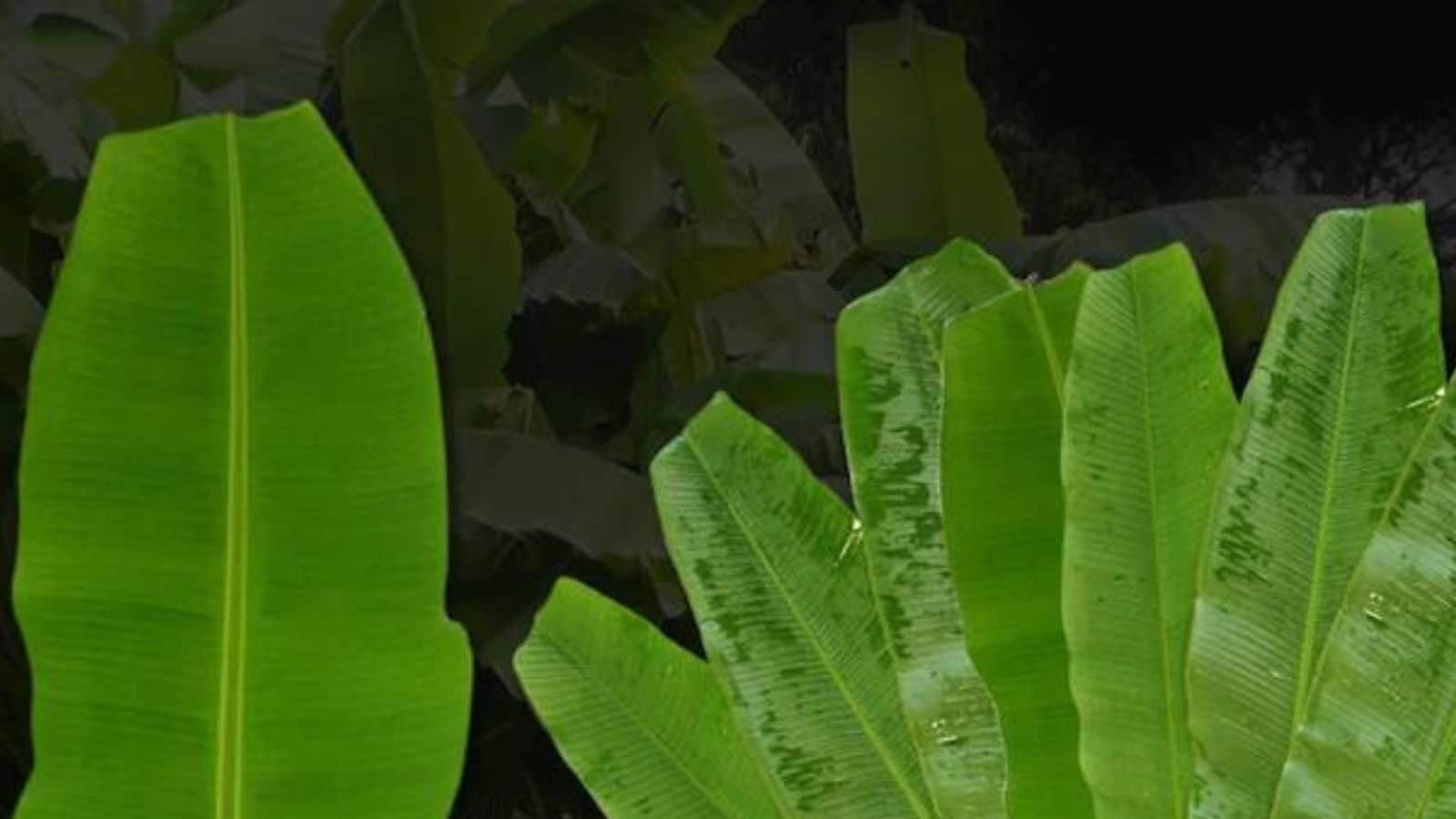 అరటి ఆకులతో చర్మ సౌందర్యం కూడా! Benefits of banana leaves you must
