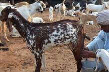 Goat Milk: మీరు మేక పాలు ఎందుకు తాగాలో 10 కారణాలు.. రోజూ తాగితే బోలెడు లాభాలు..