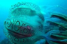 New creature : సముద్రంలో కొత్త జీవి..ఆశ్చర్యపోతున్న జనం!