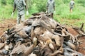 Vultures Death: గేదెకు విషంపెట్టి చంపి.. దానిని ఎరగా వేసి 100 రాబందులను చంపేశారు..