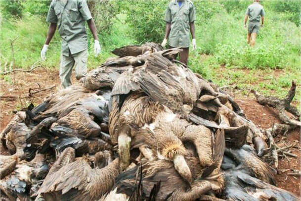 Vultures Death: గేదెకు విషంపెట్టి చంపి.. దానిని ఎరగా వేసి 100 రాబందులను చంపేశారు..