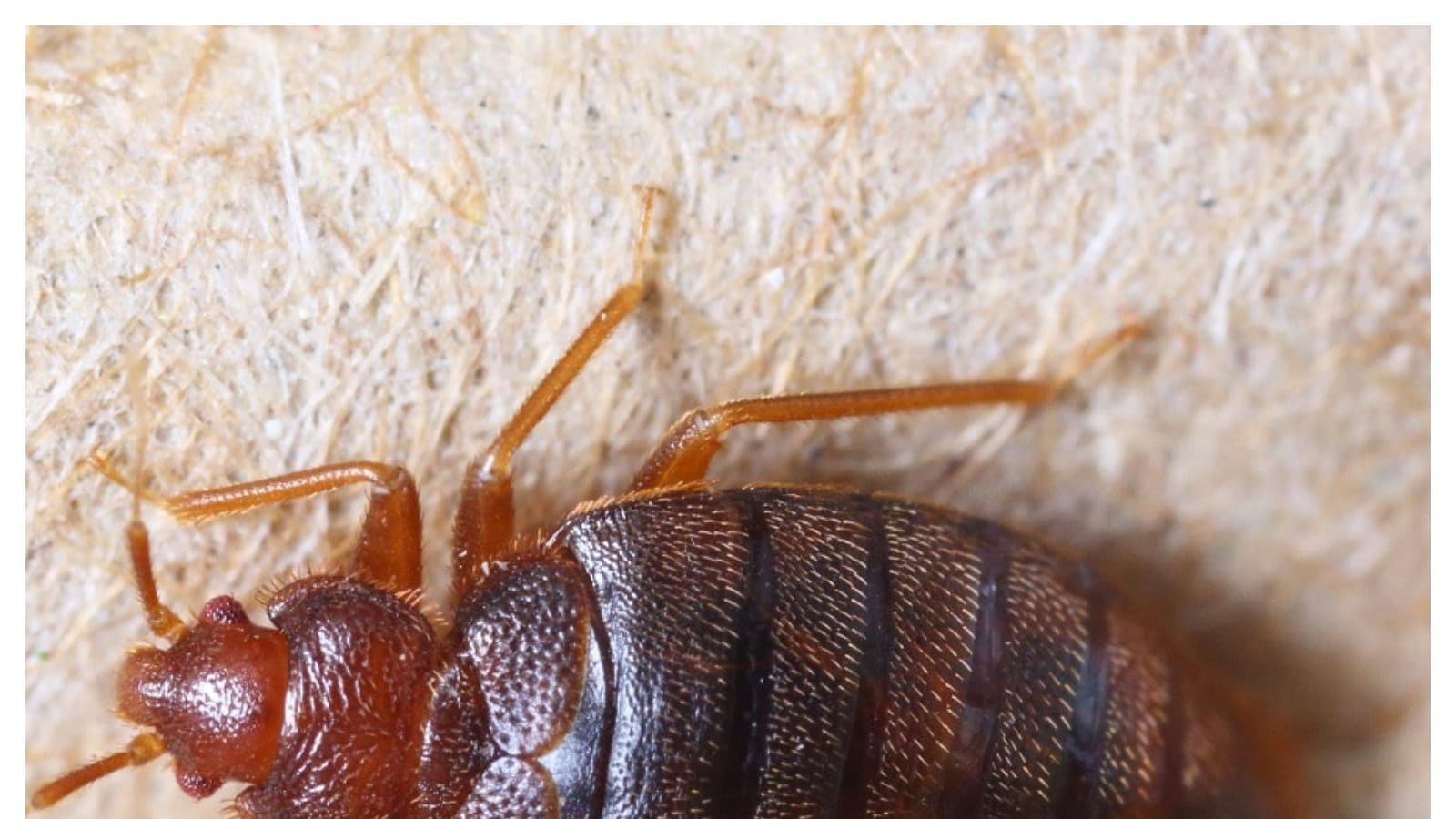 ఇంట్లో బెడ్‌బగ్స్ కనిపిస్తే ఆ ఇంట్లో ఎవరిపై చెడు ప్రభావం ఉంటుందో తెలుసా