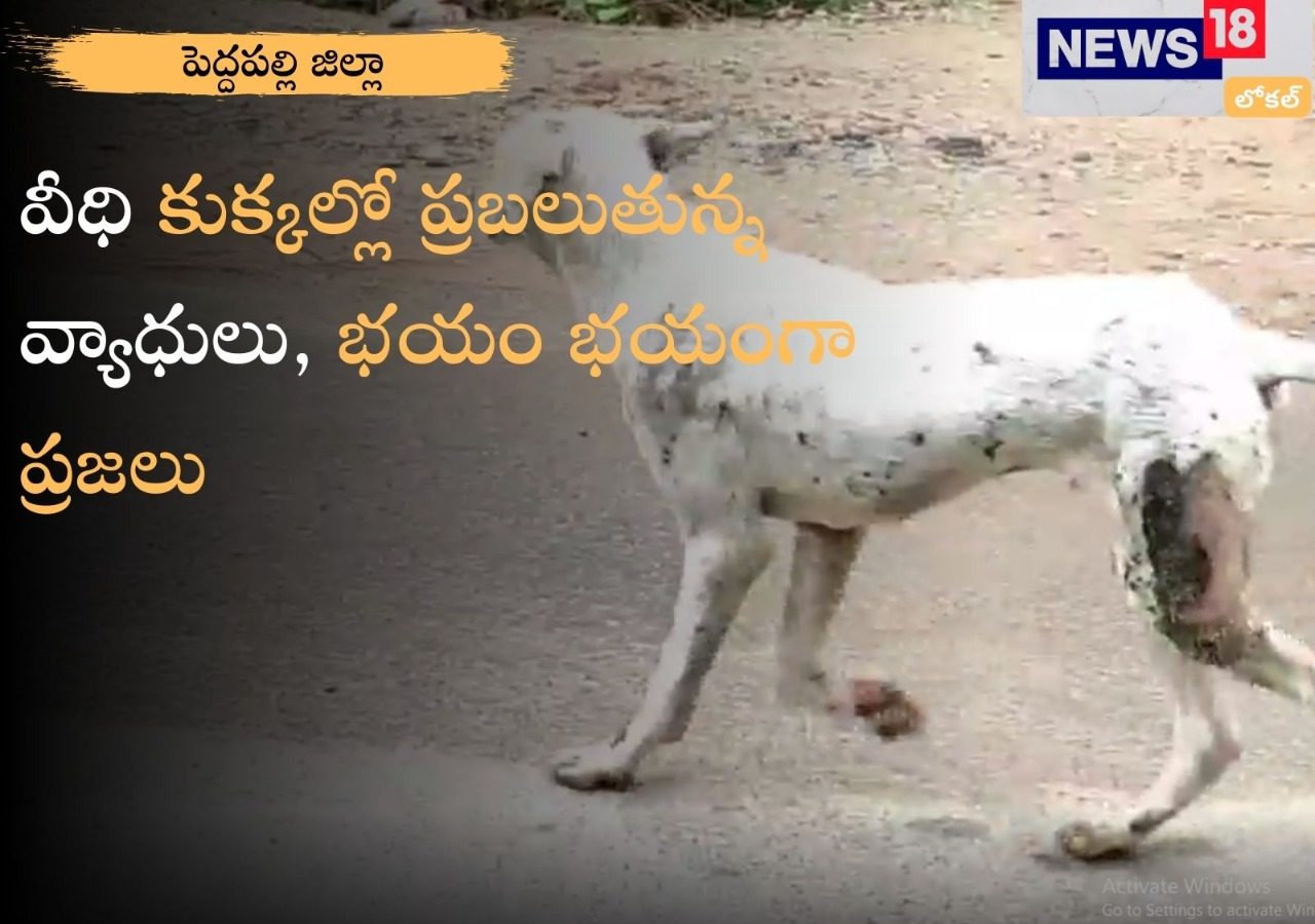 Peddapalli బీ అలెర్ట్ .. వీధి కుక్కలకు వింత రోగాలు మనుషులకు