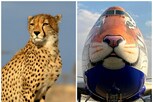 Cheetahs: 74 ఏళ్ల తర్వాత ఇండియాలోకి చీతాలు.. ప్రధాని నరేంద్ర మోదీ పుట్టిన రోజు కానుక