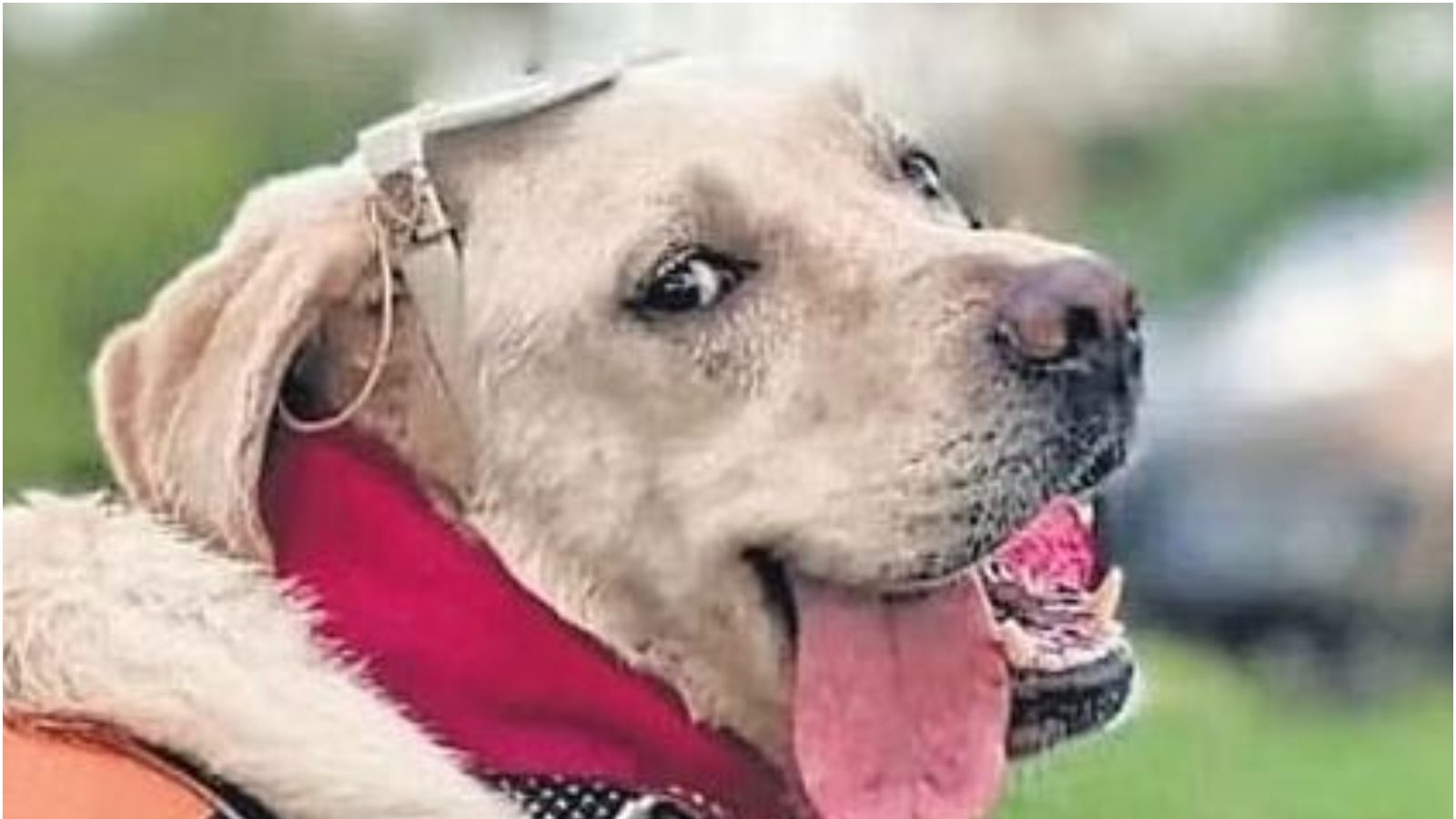 Lcpl Bellal R Meet Colonel Bella: 26 రాష్ట్రాల్లో 20 వేల కి.మీ. ప్రయాణించనున్న డాగ్ ...