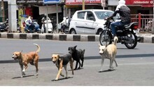 Stray Dogs: తెలంగాణలో వీధికుక్కల దాడికి మరో బాలుడు బలి!