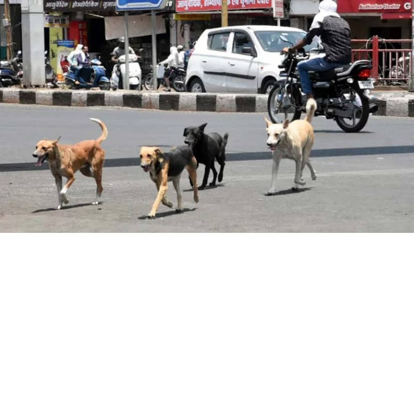 Stray Dogs మీ బైక్ ను కుక్కలు వెంబడిస్తున్నాయా? News18 తెలుగు