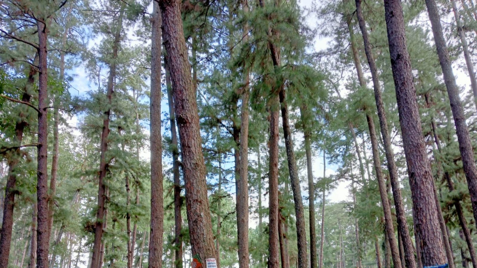 Alpine Tree: ఈ చెట్లకు డాలర్లు కాస్తాయంట.. ఆక్సిజన్.. ఆహ్లాదాన్ని ...