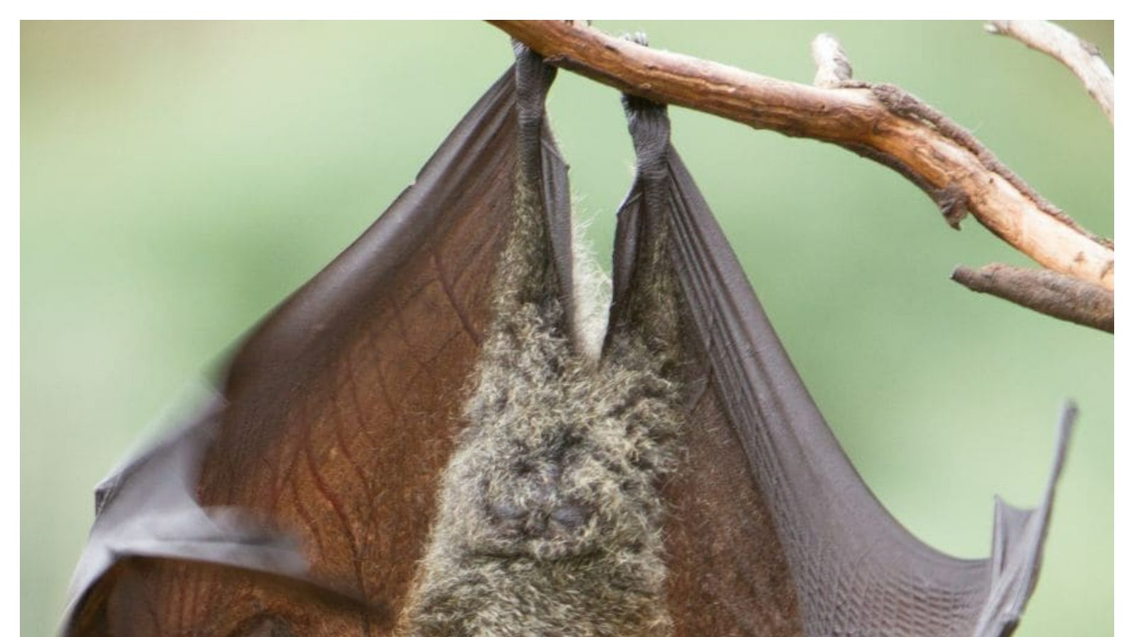 Vastu Tips గబ్బిలాలు ఇంట్లోకి రావడం మంచిదా చెడ్డదా? సంకేతాలు ఏమిటో