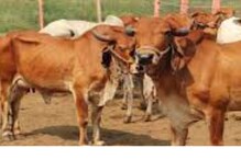 రైతులను వదలని సైబర్ నేరగాళ్లు  .. గిర్ ఆవుల అమ్మకం పేరుతో ఎంత నొక్కేశారో తెలుసా