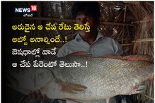 అరుదైన చేప రేటు తెలిస్తే అబ్బో అనాల్సిందే..! ఔషధాల్లో వాడే ఆ చేప పేరేంటో తెలుసా..!