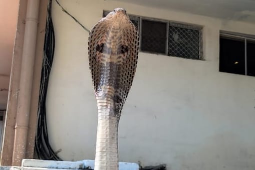 ఆ రెండు జిల్లాలను భయపెడుతున్న పాములు