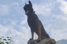 Army Dog : రెండు బుల్లెట్లు తగిలినా తగ్గలే..ఉగ్రవాదులు చచ్చేదాకా వదిలిపెట్టని ఆర్మీ డాగ్
