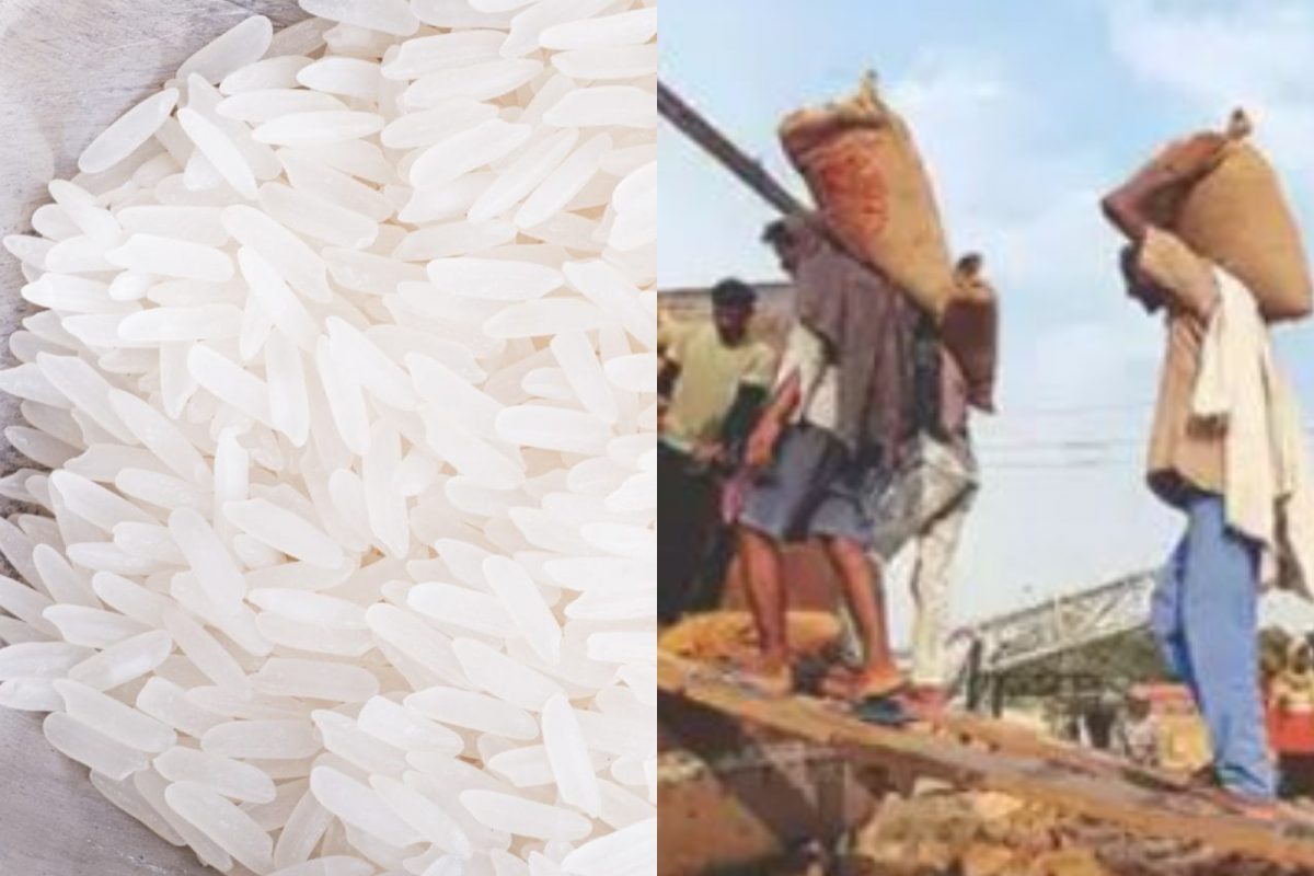 బాక్టీరియల్ బ్లైట్, బ్లాస్ట్ తట్టుకునే 3రకాల బాస్మతి రైస్ .. అభివృద్ధి ...