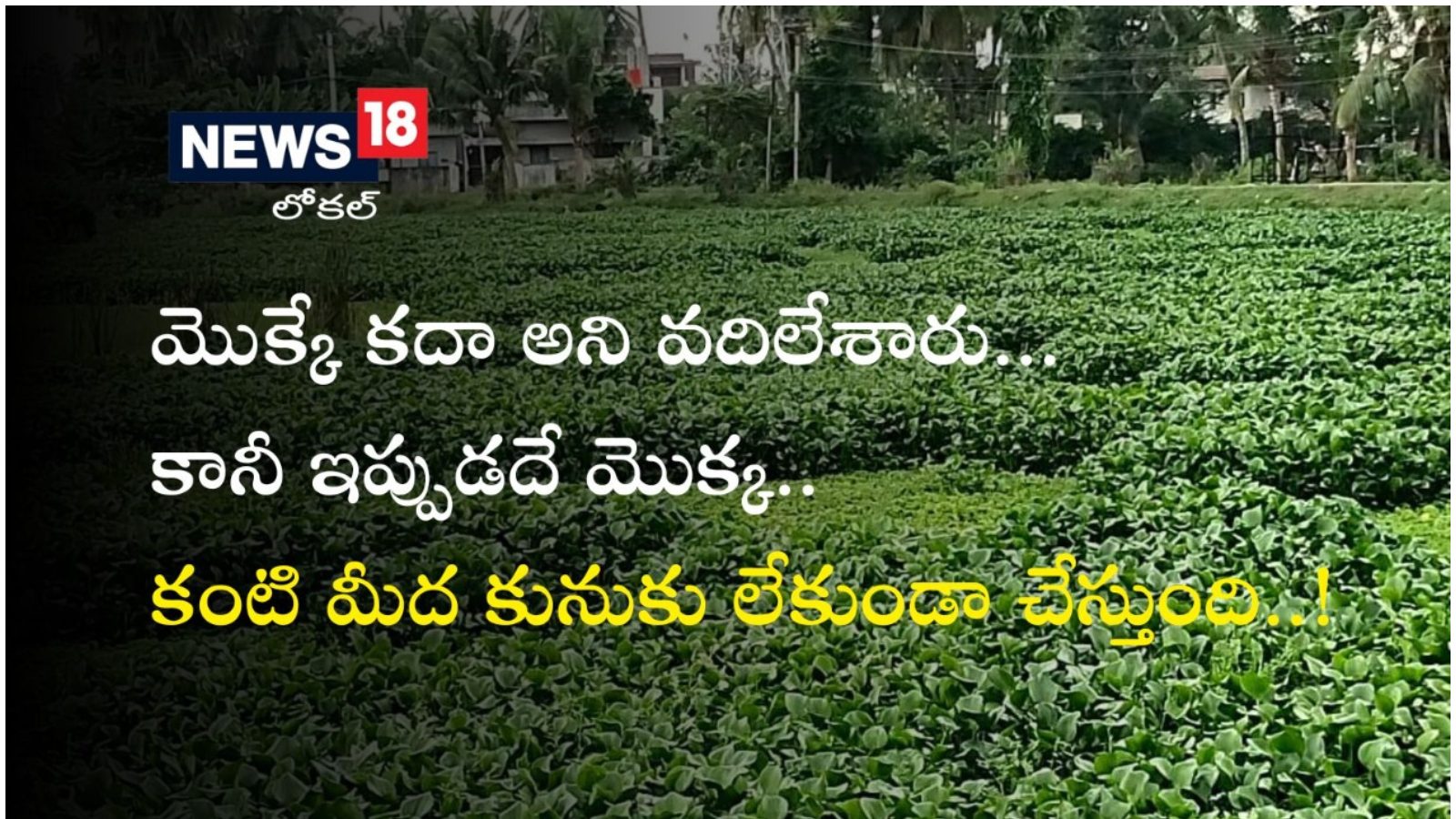 తూర్పు గోదావరిలో రైతులకు సమస్యగా మారిన గుర్రపుడెక్క Gurrapu dekka