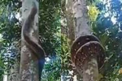 చెట్టుపైకి ఎక్కిన కొండ చిలువ