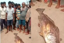 Costly Fish: దాదాపు 3 లక్షల ధర పలికిన చేప.. ఎందుకంత స్పెషల్ అంటే?