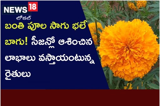బంతిపూల