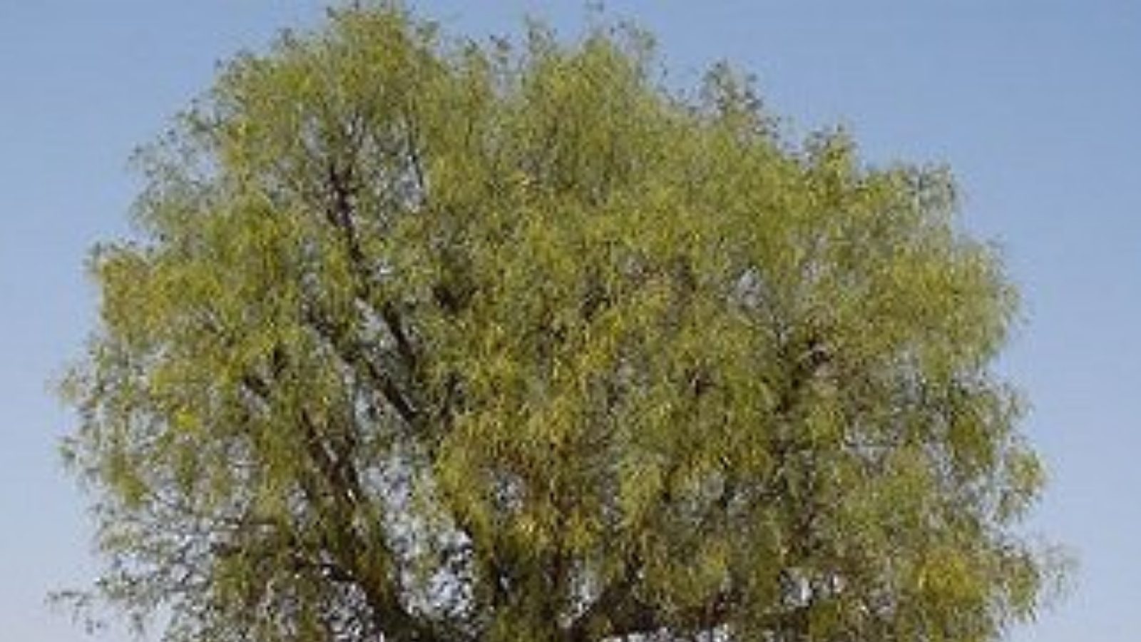 Shamsha Tree Dusserha 2022: దసరాకు పూజించే జమ్మి చెట్టుతో ఎన్ని ప్రయోజనాలో తెలుసా ...