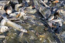 Gadwal: కోళ్ల వ్యర్థాలు, కుళ్లిన కోడిగుడ్లతో చేపల పెంపకం.. వీటిని తింటే అంతే సంగతులు