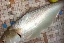 Pulasa: సైజుతో సంబంధం లేకుండా సెగలు పుట్టిస్తోంది..? బంగారంతో పోటీ పడుతున్న పులస