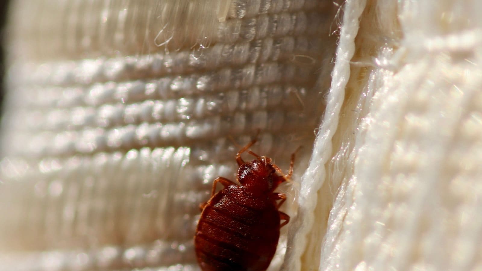 Bed Bugs నల్లులు వేధిస్తున్నాయా.. ఇవిగో వంటింటి పరిష్కారాలు Get rid