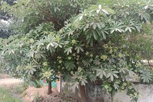 Conocarpus : ఈ చెట్టు.. మీ దగ్గర్లో ఉందా.. ఐతే జాగ్రత్త!