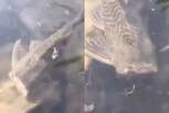 Viral video : ఓరి దేవుడో.. తల లేని చేప ఈదుతోందిగా.. వీడియోకి 23 లక్షల వ్యూస్