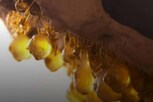 Honey Ants: తేనెటీగలే కాదు.. చీమలు కూడా తేనెను తయారుచేస్తాయి..అన్నీ కాదు.. ఇవి మాత్రమే