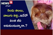 రెండు తలలు, నాలుగు కళ్లు.. ఇదేదో వింత జీవి అనుకుంటున్నారా..?