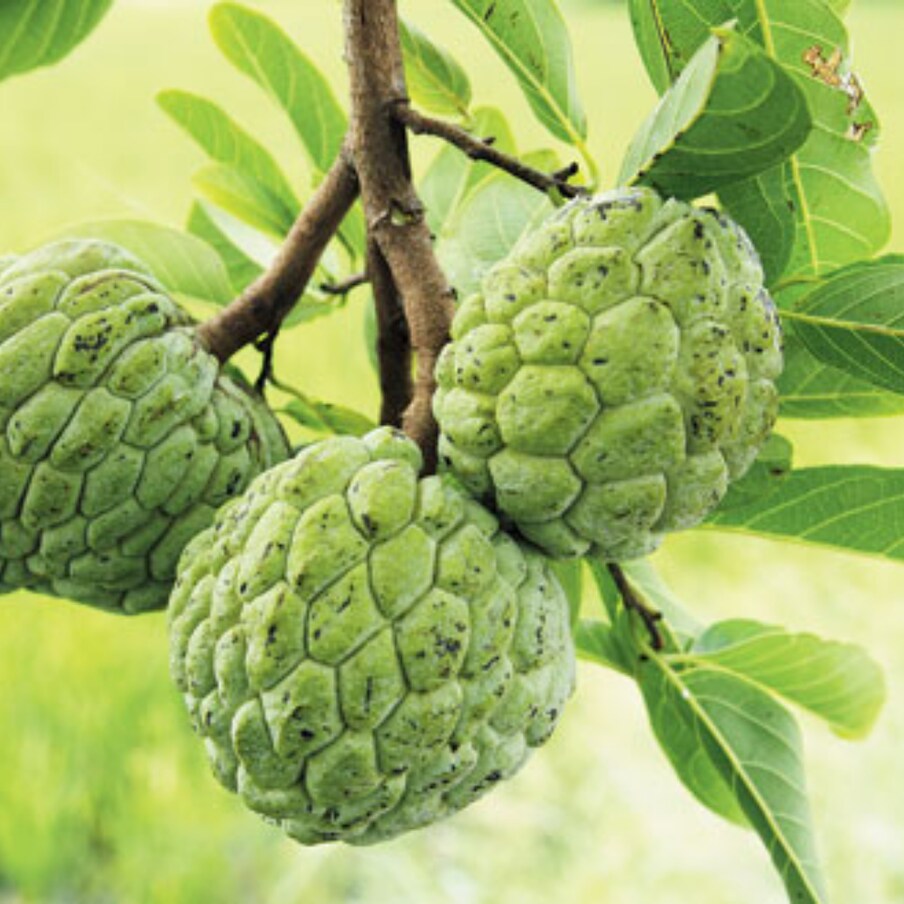  Custard Apple: వింటర్ లో విరివిగా లభించే పండ్లలో సీతాఫలం చాలా ముఖ్యమైనది. మధురమైన రుచిని అందించడంతో పాటు శరీరానికి ఉపయోగపడే అనేక పోషకాలు సీతాఫలం సొంతం. ఇందులో విటమిన్‌ ఏ, బీ6,సీ లతో పాటు మెగ్నీషియం, కాపర్‌, పోటాషియ, ఫైబర్‌, ఐరన్‌ వంటివి పుష్కలంగా ఉన్నాయి. పురుషులలో ఏర్పడే నరాల బలహీనత.. కండరాల వృద్ధిని పెంచే గుణాలు సీతాఫలం లో మెండుగా ఉన్నాయి. అంతేకాదు రైతులకు సిరులు కురిపిస్తోంది కూడా..