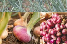 Onion Bulb Farming : ఉల్లి బల్బుల సాగుతో లక్షల సంపాదన.. ఇదిగో ఆధారం