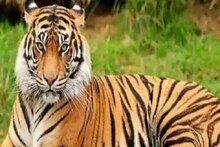 Shocking: పులిని వదల్లేదు.. కూర వండేసుకొని తినేసిన జనం.. ఎక్కడో తెలుసా !
