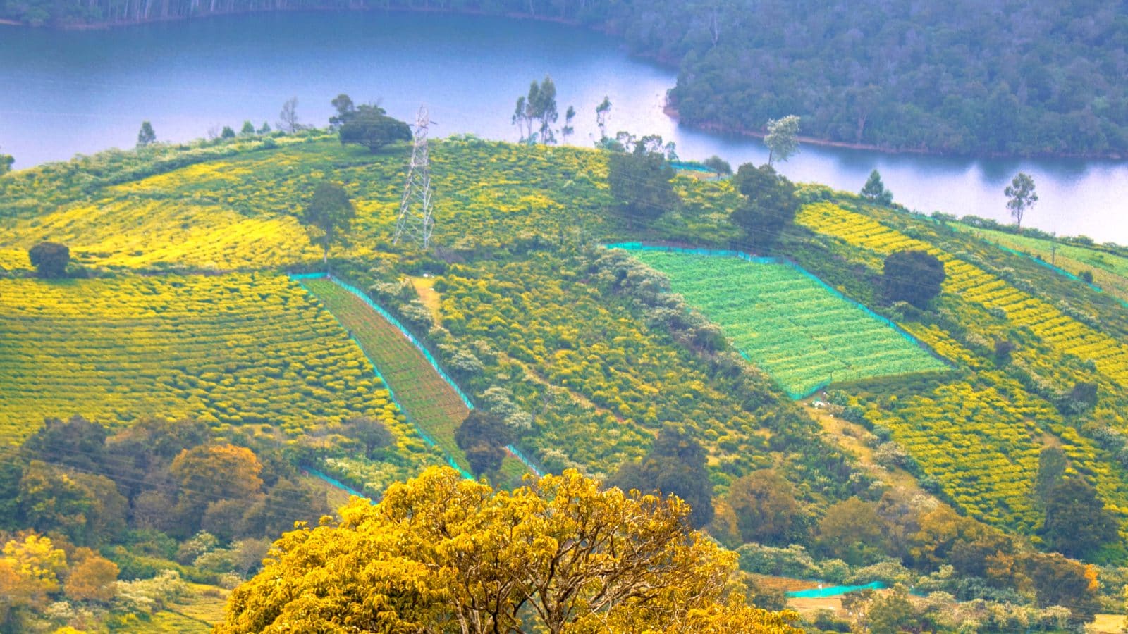 Ooty Snow : వణుకుతున్న ఊటీ.. ఆలస్యంగా పలకరించిన మంచు | This winter ...