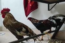 Cock Fight: పందానికి సై అంటున్న క్రాస్ పుంజులు.. వీటి ప్రత్యేకత ఏంటో తెలుసా..?