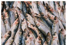 Fishes must take: ఆరోగ్యకరమైన గుండెకు ఈ చేపను తప్పనిసరిగా తినాలట..