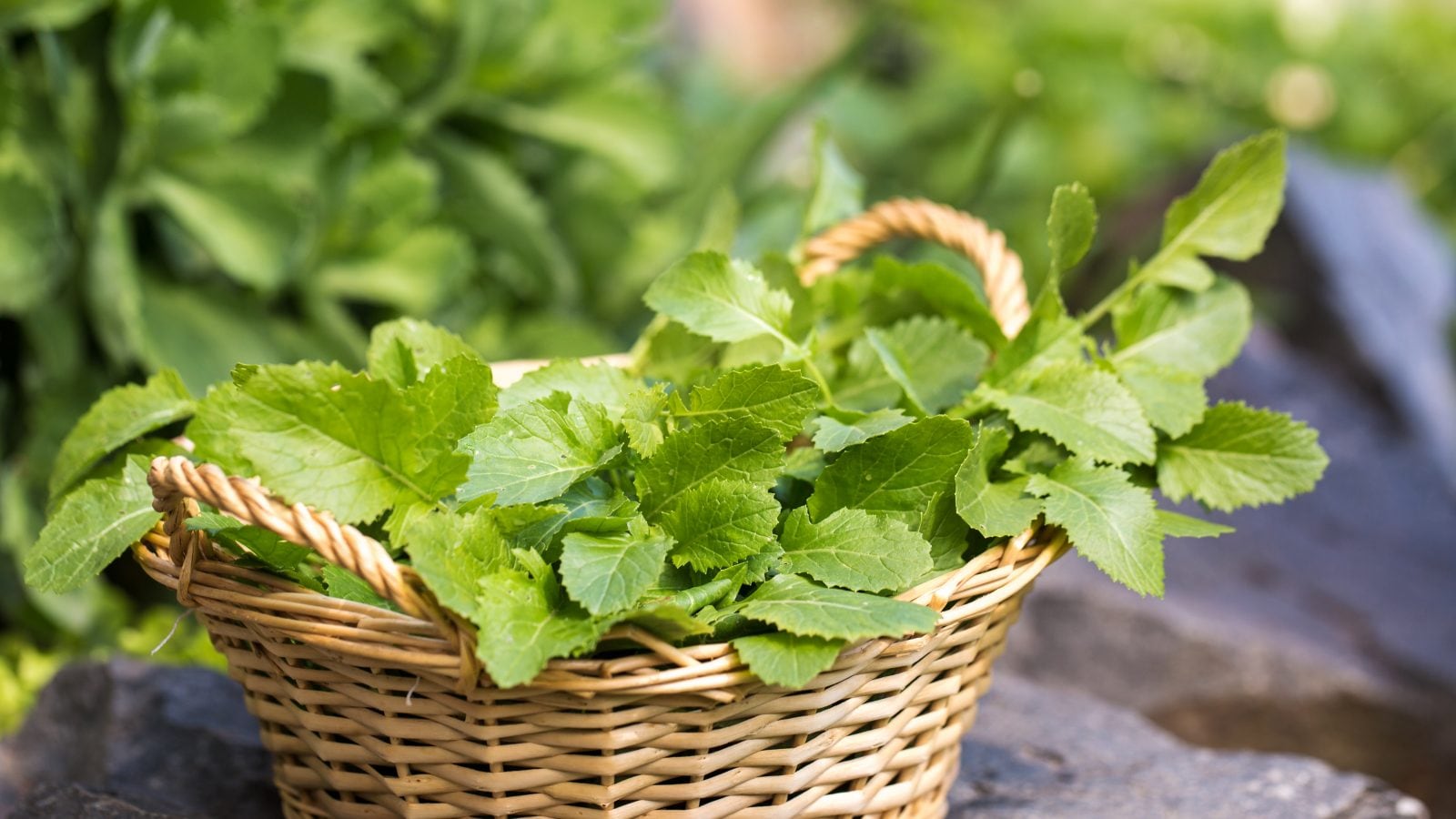 Mustard Leaves ఈ విషయాలు తెలిస్తే ఆవాల ఆకులను వదిలిపెట్టరు News18